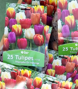 bulbes-tulipes